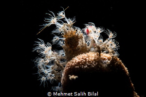 The magician. by Mehmet Salih Bilal 